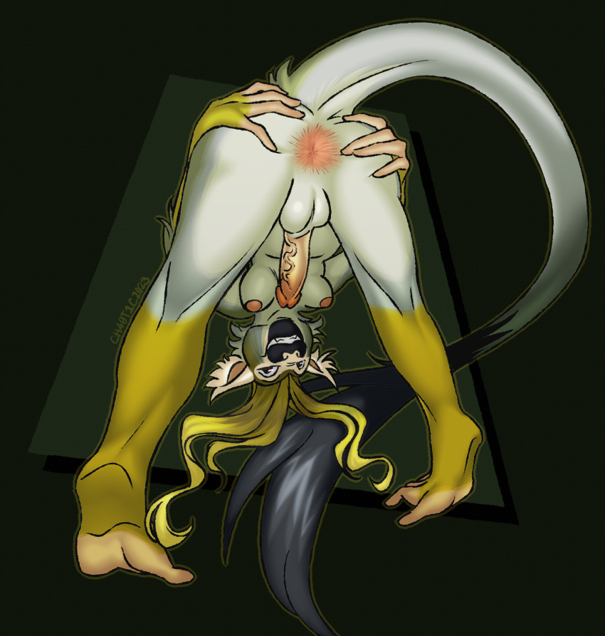 2023 anthro anus ass_up balls blonde_hair breasts butt butt_grab cebid ch40t1c digital_media_(artwork) ear_tuft fur genitals grin gynomorph hair hand_on_butt hanging_breasts haplorhine hi_res humanoid_genitalia humanoid_penis intersex leaning leaning_forward long_tail looking_at_viewer mammal medley_(ch40t1c) monkey multicolored_body multicolored_fur new_world_monkey penis presenting presenting_hindquarters primate shaded simple_background smile smiling_at_viewer solo spread_anus spread_legs spreading squirrel_monkey tail tail_tuft trans_(lore) trans_woman_(lore) tuft upside_down