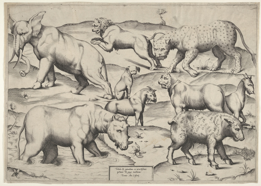 16th_century 4_toes absurd_res ambiguous_gender ancient_art anonymous_artist anus balls border bovid canid canine canis caprine domestic_dog elephant elephantid engraving feet felid feral flower genitals goat grass group hi_res hill hooves hybrid latin_text leaf leopard lion male mammal markings monochrome pantherine plant proboscidean roman_numeral spots spotted_markings suid suina sus_(pig) text toes tree unknown_species unusual_anatomy weird_body weird_face what white_border wild_boar
