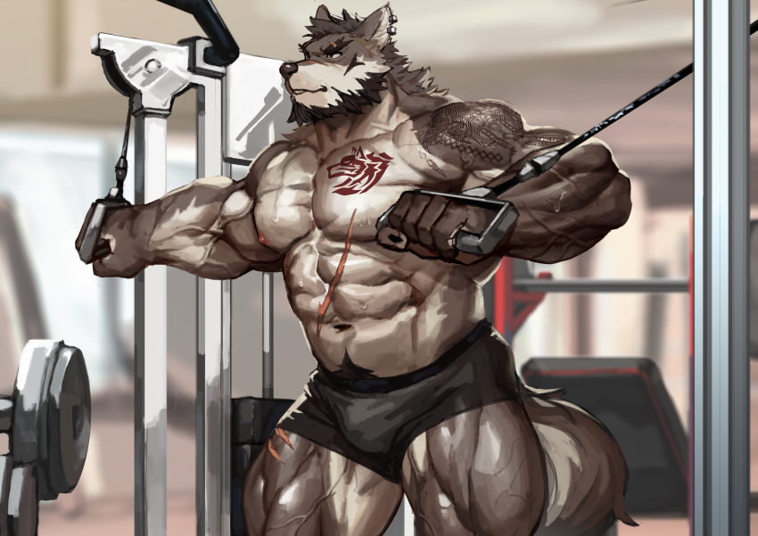2023 5_fingers absurd_res anthro augar_(augarrwoof) barazoku beard big_muscles black_claws black_hair black_nose bodily_fluids body_hair bottomwear bulge canid canine canis claws clothed clothing ear_piercing ear_ring exercise eyebrows facial_hair fingers fur grey_body grey_fur gym hair happy_trail hi_res huge_muscles humanoid_hands male mammal muscular muscular_anthro muscular_male nipples piercing pink_nipples ring_piercing scar shorts solo sweat tattoo thick_eyebrows topless traver009 vein veiny_muscles weightlifting wolf workout