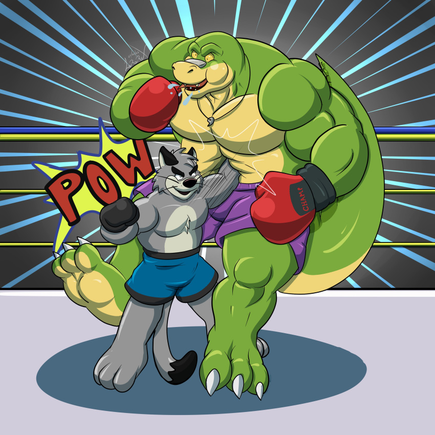 00lordrex00 2023 absurd_res alligator alligatorid anthro bottomwear boxing_gloves boxing_shorts brok_(character) brok_the_investigator clothing crocodilian domestic_cat duo felid feline felis fighting_ring graff_filsh green_body grey_body handwear hi_res male mammal muscular muscular_male punch reptile scalie shorts size_difference violence