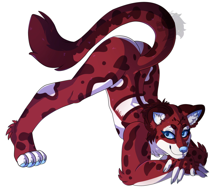 ambiguous_gender anthro blue_eyes butt clouded_leopard felid fur hi_res jack-o'_pose male mammal pantherine pose red_body red_fur roisca shyphorra_(artist) solo tail white_body white_fur