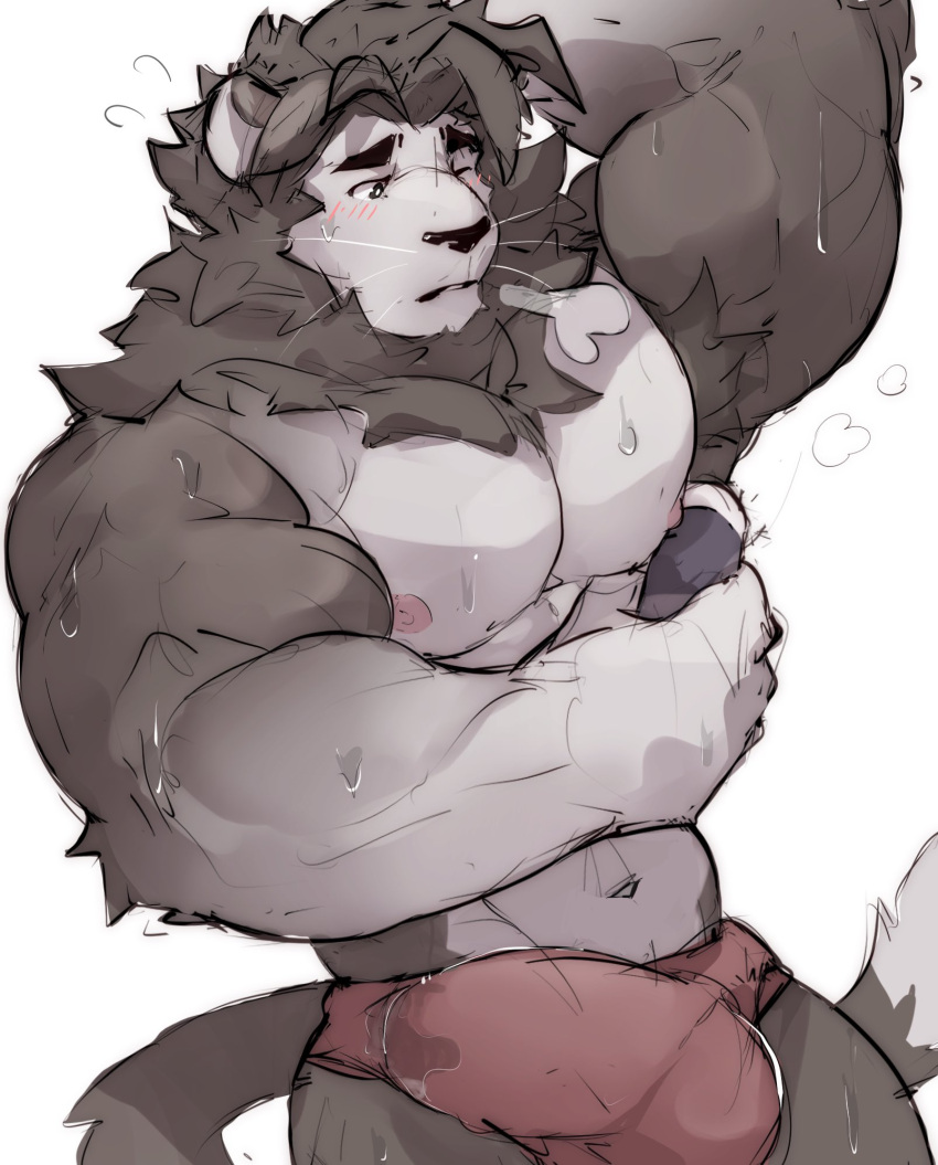 anthro armpit_hair big_muscles bodily_fluids body_hair bulge clothing felid fur genital_fluids genital_outline grey_body grey_fur grey_hair hair hi_res lion makowolf1 male mammal mane muscular muscular_anthro muscular_male pantherine penis_outline precum precum_through_clothing solo sweat underwear wet wet_clothing whiskers