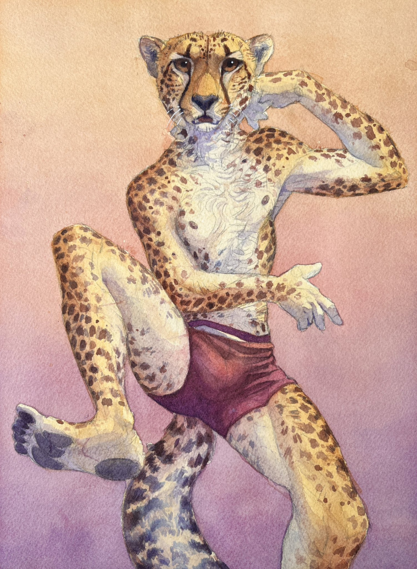 2023 anthro bottomwear bulge cheetah clothing felid feline gym_bottomwear gym_clothing gym_shorts hi_res looking_at_viewer luikatje male mammal nipples painting_(artwork) pawpads plantigrade shorts solo traditional_media_(artwork) watercolor_(artwork)