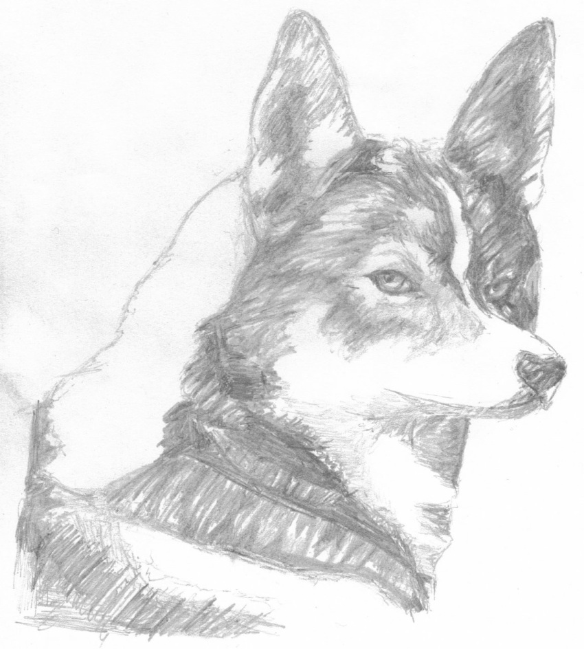 2007 ambiguous_gender black_nose canid canine canis chukchi_husky countershade_face countershading domestic_dog feral graphite_(artwork) greyscale headshot_portrait hi_res husky looking_at_viewer mammal monochrome nordic_sled_dog pencil_(artwork) portrait shaded siberian_husky simple_background soft_shading solo spitz traditional_media_(artwork) white_background