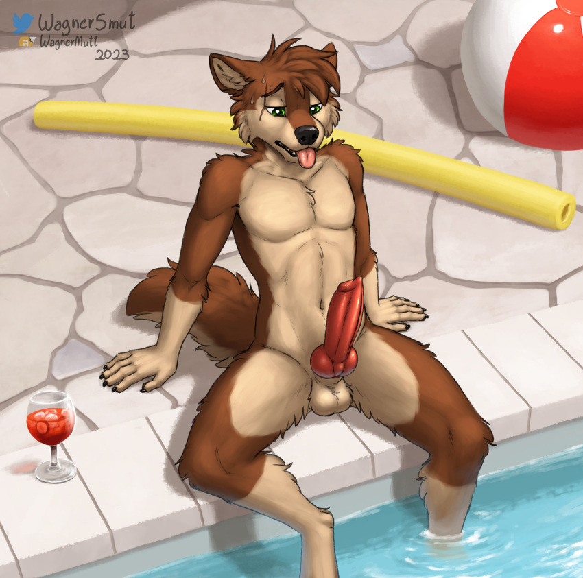 absurd_res animal_genitalia animal_penis anthro ball balls beach_ball beverage brown_body brown_fur canid canine canine_genitalia canine_penis canis domestic_dog erection fully_sheathed fur genitals glass green_eyes hi_res inflatable knot male mammal mutt_(wagnermutt) nude penis pool_noodle scar sheath solo swimming_pool tongue tongue_out wagnermutt