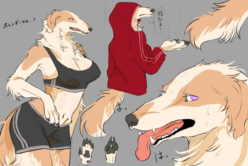 anthro borzoi bottomwear bra breasts canid canine canis claws clothed clothing domestic_dog female fully_clothed fur gym_bottomwear gym_clothing gym_shorts hi_res hoodie hunting_dog kemono long_snout mammal midriff nekomata_ftnr open_mouth pawpads purple_eyes shorts sighthound snout solo sports_bra tan_body tan_fur tongue tongue_out topwear underwear white_body white_fur