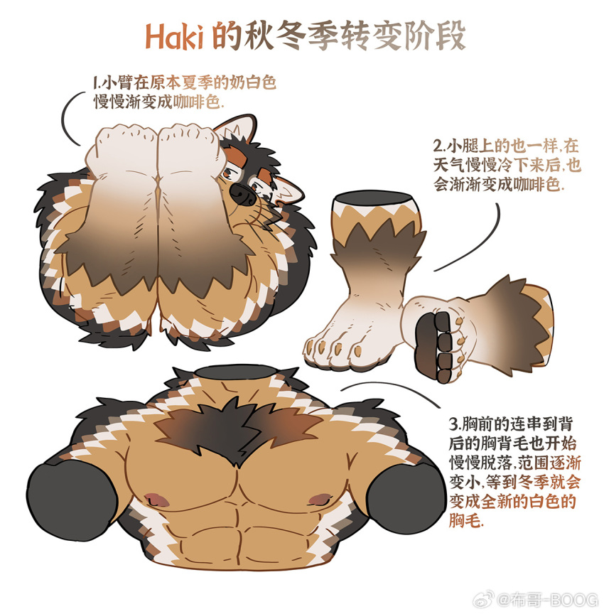 1boy abs animal_ears arms_up bara black_fur boogbogex brown_fur chinese_text clenched_hands cropped_torso dog_boy dog_ears dog_tail ear_down feet furry furry_male highres large_pectorals male_focus multiple_views muscular muscular_male nipples orange_fur original pectorals peeking_out reference_sheet short_hair stomach strongman_waist tail thick_thighs thighs toes whiskers white_fur