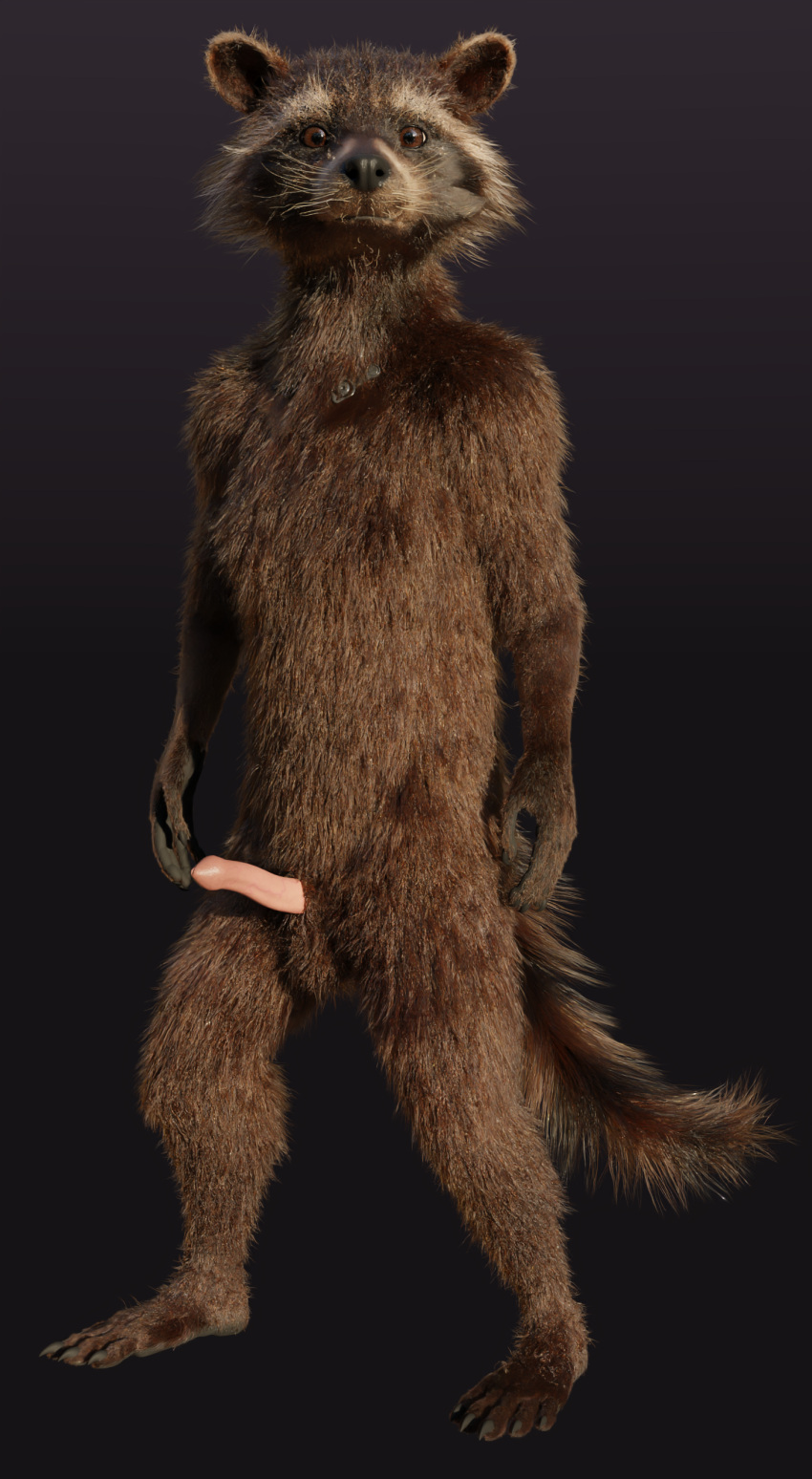 3d_(artwork) 5_fingers 5_toes absurd_res anthro balls biped black_nose blender_(software) brown_body brown_eyes brown_fur cheek_tuft claws digital_media_(artwork) disney erection facial_markings facial_tuft feet finger_claws fingers fur genitals guardians_of_the_galaxy head_markings hi_res looking_at_viewer male mammal markings marvel mask_(marking) multicolored_body multicolored_fur nude penis pink_penis plantigrade procyonid raccoon ring_(marking) ringtail rocket_raccoon rockyrcoon simple_background solo standing tail tail_markings toe_claws toes tuft whiskers white_ear_tips white_muzzle