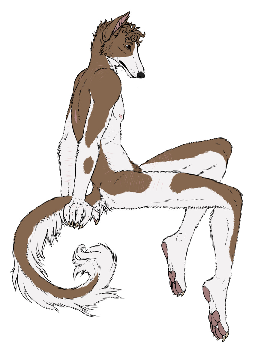 absurd_res alpha_channel anthro borzoi brown_and_white_fur brown_body brown_eyes brown_fur cackling-beast canid canine canis claws curled_hair domestic_dog fur fur_tuft greying_hair hair hi_res hunting_dog long_tail male mammal muzzle_scabs nipples nude pawpads plantigrade prick_ears pubic_hair_peek realistic scar sighthound solo tail tuft watermark whiskers white_body white_fur will_(cackling-beast)