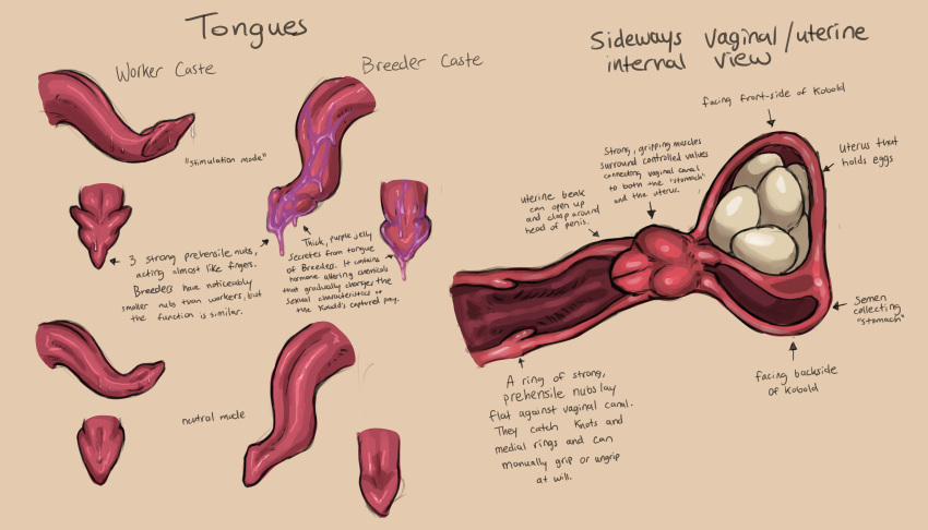 absurd_res bodily_fluids cervix description egg english_text female genitals hi_res internal internal_vaginal itsymitsy kobold long_tongue model_sheet penis penis_tongue pussy saliva text tongue unusual_anatomy unusual_bodily_fluids unusual_cervix unusual_genitalia unusual_genitalia_placement unusual_penis_placement unusual_pussy unusual_saliva uterus