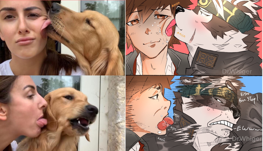 accessory anthro blush brown_hair canid canine canis cheek_lick dr.whiger duo face_lick fur grey_body grey_fur hair headband hi_res horkeu_kamui_(tas) human humor licking lifewonders male male/male mammal parody protagonist_(tas) reference_photo tokyo_afterschool_summoners tongue tongue_out twink_protagonist_(tas) wolf