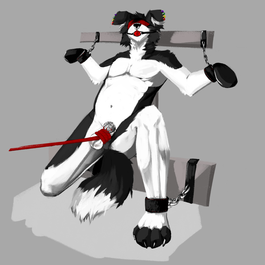 anthro ball_gag ball_tugging bodily_fluids canid canine canis clothing cock_and_ball_torture collie domestic_dog dripping gag genital_torture german_shepherd handwear herding_dog hi_res humanoid kodi_husky male mammal mittens pastoral_dog petplay puppyplay restrained restrained_arms restrained_legs roleplay saliva saliva_drip salivating sheepdog sketchotterly solo
