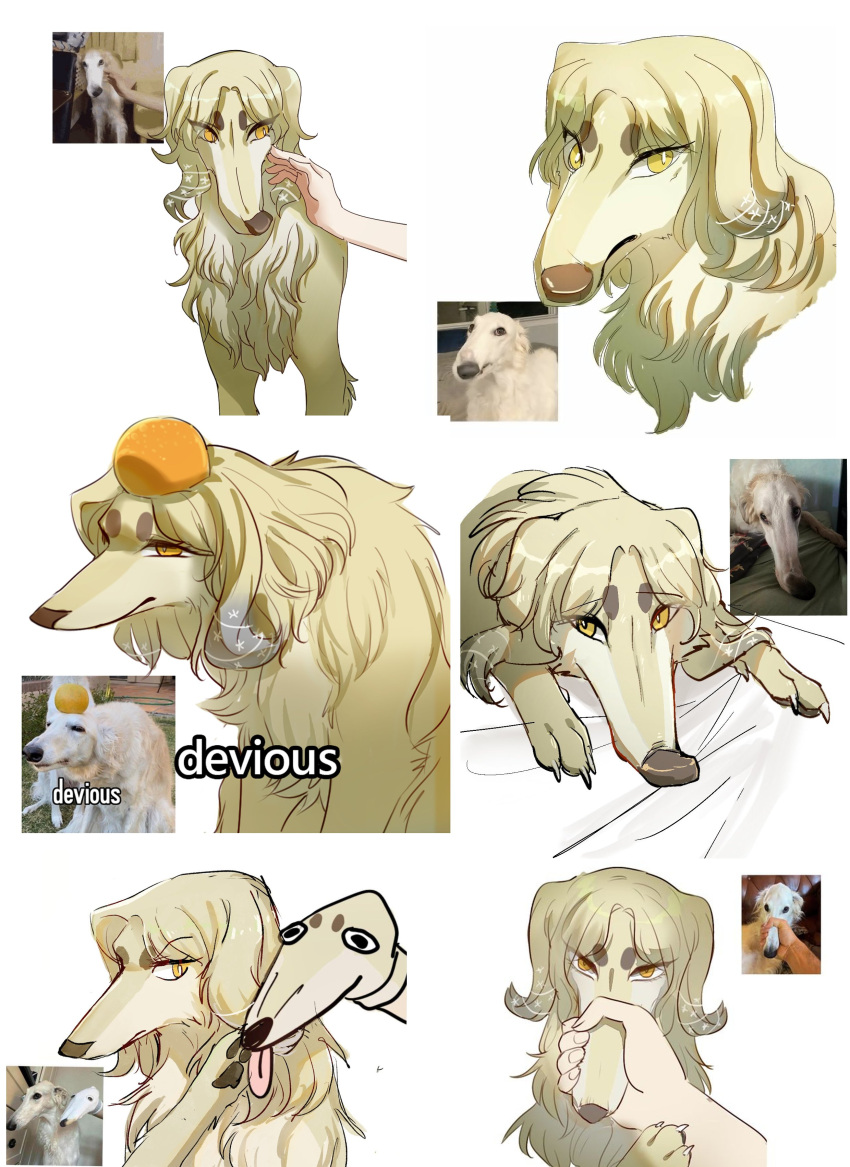 2023 absurd_res ambiguous_gender black_nose blonde_hair bodily_fluids borzoi canid canine canis circle_eyebrows collar domestic_dog duo eyebrows feral fur hair half-closed_eyes hi_res humor hunting_dog long_snout mammal meme narrowed_eyes nonoka917 reference_image reference_photo sighthound simple_background snout sock_puppet tan_body tan_fur tongue tongue_out white_background yellow_eyes