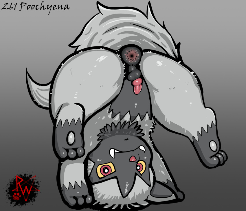 angry animal_genitalia animal_penis anus balls butt canid canine canine_genitalia canine_penis darkened_genitalia digital_media_(artwork) erection feet feral fur gaping gaping_anus generation_3_pokemon genitals grey_body grey_fur hi_res hindpaw knot looking_at_viewer male mammal nintendo paws penis pokemon pokemon_(species) poochyena presenting puffy_anus rapistwerewolf short_penis simple_background small_balls small_penis soles solo tail teeth upside_down