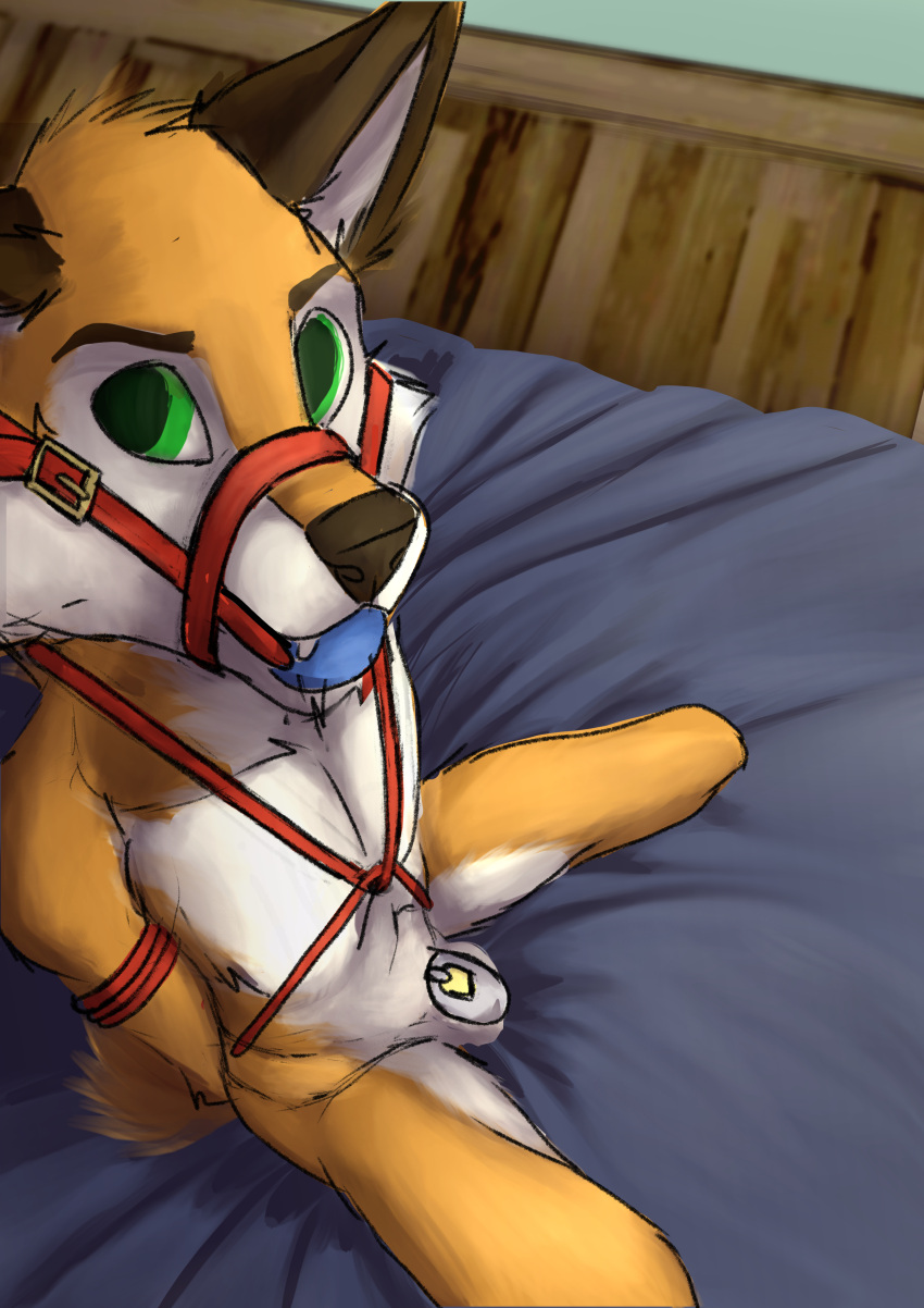 absurd_res anthro ball bdsm belt bondage bound cage canid canine chastity_(disambiguation) chastity_cage chastity_device discipline dungeon eldingo_(artist) fox frustration gag hi_res hogtied male male/male mammal muzzle_(disambiguation) plug prison prisoner punishment restraints rope rope_bondage rope_harness solo submissive