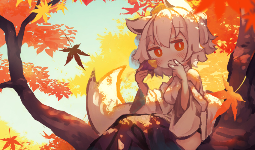 1girl animal_ears autumn autumn_leaves bare_shoulders blush breasts chii_(tsumami_tsumamare) closed_mouth detached_sleeves eating food hair_between_eyes hat highres holding holding_food in_tree inubashiri_momiji japanese_clothes leaf maple_leaf medium_breasts red_eyes red_headwear short_hair sitting sitting_in_tree solo sweet_potato tail tokin_hat touhou tree white_hair white_sleeves wide_sleeves wolf_ears wolf_tail