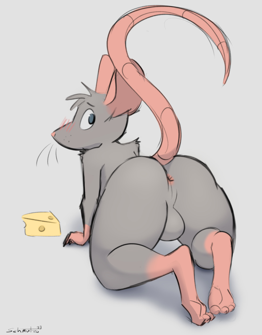 anthro anus backsack balls blush butt cheese dairy_products feet food fur genitals grey_body grey_fur hi_res looking_back male mammal murid murine nude presenting presenting_hindquarters raised_tail rat rear_view rodent schmutzo solo tail whiskers