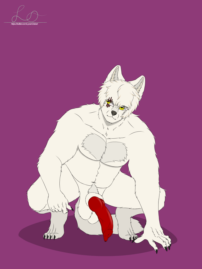 absurd_res animal_genitalia animal_penis anthro canid canine canine_genitalia canine_penis chest_tuft fur genitals half-erect hi_res knot lycan_oskari male mammal overweight penis pubes solo tuft white_body white_fur