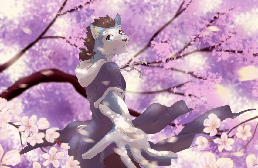 2017 5_fingers anthro black_hair blue_body blue_eyes blue_fur cherry_blossom cherry_blossom_tree cherry_tree clothing countershading drawstring ear_clip fingers fruit_tree fur hair hi_res hoodie male multicolored_body multicolored_fur plant ponytail reaching_towards_viewer rou_kemonone solo topwear tree two_tone_body two_tone_fur utau weng-yu_2010