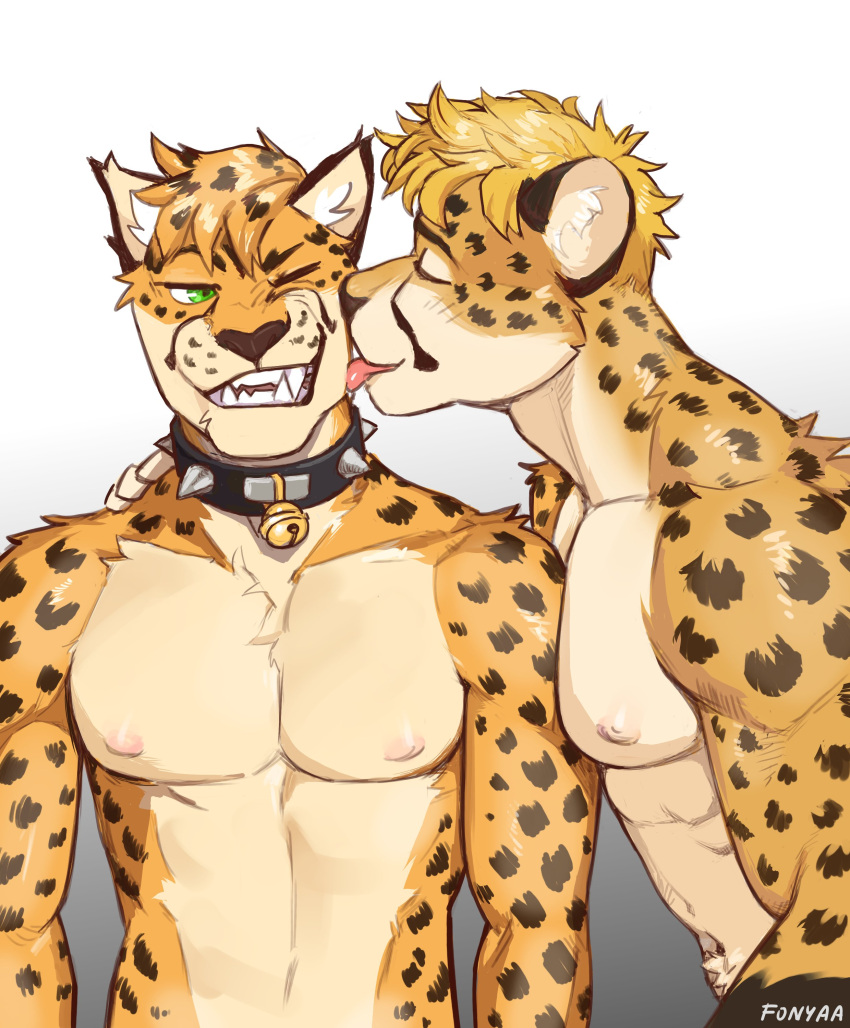 2023 absurd_res anthro anthro_on_anthro bell cheek_lick cheetah collar duo eyebrows eyes_closed face_lick felid feline fonyaa fur hair hand_on_shoulder hi_res licking looking_at_another male male/male mammal muscular muscular_anthro muscular_male narrowed_eyes navel nipples nude one_eye_closed pecs signature simple_background smile spiked_collar spikes standing teeth tongue tongue_out tuft white_background