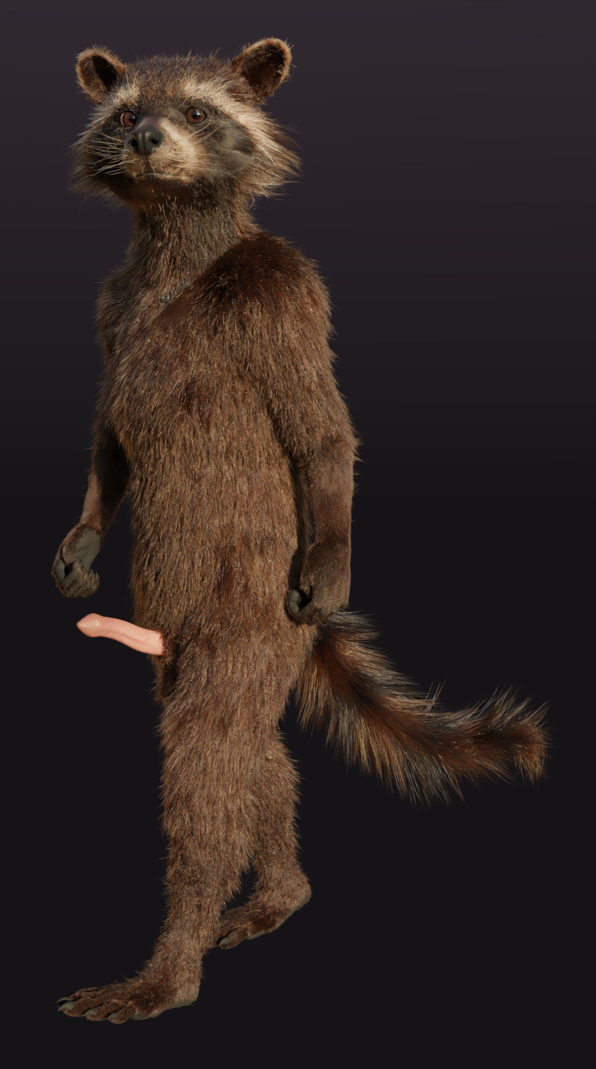 3d_(artwork) 5_fingers 5_toes absurd_res anthro balls biped black_nose blender_(software) brown_body brown_eyes brown_fur cheek_tuft claws digital_media_(artwork) disney erection facial_markings facial_tuft feet finger_claws fingers fur genitals guardians_of_the_galaxy head_markings hi_res looking_at_viewer male mammal markings marvel mask_(marking) multicolored_body multicolored_fur nude penis pink_penis plantigrade procyonid raccoon ring_(marking) ringtail rocket_raccoon rockyrcoon simple_background solo standing tail tail_markings toe_claws toes tuft walking whiskers white_ear_tips white_muzzle