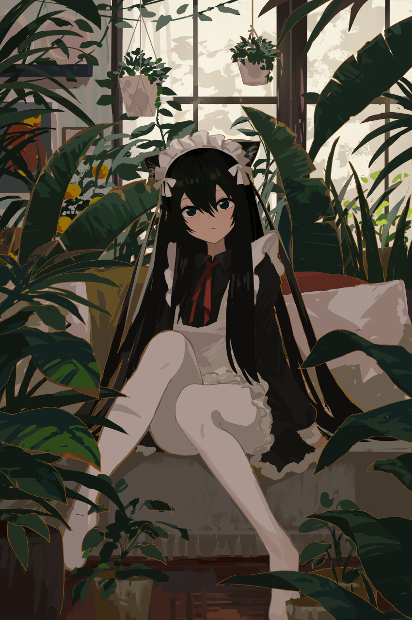1girl absurdres animal_ears apron black_eyes black_hair black_shirt blush bow cat_ears cat_girl cat_tail closed_mouth collared_shirt conservatory couch day fern full_body hair_between_eyes hair_bow hanging_plant highres indoors kgt_(pixiv12957613) knees_up light_frown long_hair long_sleeves looking_at_viewer maid maid_headdress nature neck_ribbon no_shoes original pantyhose picture_frame plant potted_plant red_ribbon ribbon shirt sidelocks sitting sleeve_cuffs solo table tail vase white_apron white_bow white_pantyhose window