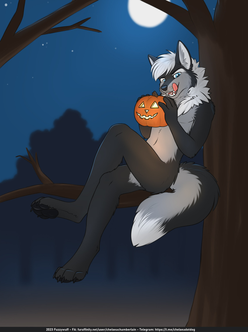 4_toes 5_fingers anthro black_body black_nose black_pawpads blue_eyes canid canine canis chest_tuft claws crossed_legs digitigrade dipstick_tail fangs feet fingers fluffy fluffy_tail food front_view fruit full-length_portrait full_moon fur fuzzywuff hair halloween halloween_2023 hero_view hi_res holding_object holidays in_tree inner_ear_fluff jack-o'-lantern licking licking_lips licking_own_lips looking_at_viewer male mammal mane mane_hair markings moon multicolored_body multicolored_fur neck_tuft night nightdancer_(character) nude pawpads plant portrait pumpkin silver:hair sitting solo star tail tail_markings teeth text three-quarter_view toes tongue tongue_out tree tuft two_tone_body two_tone_fur url wolf