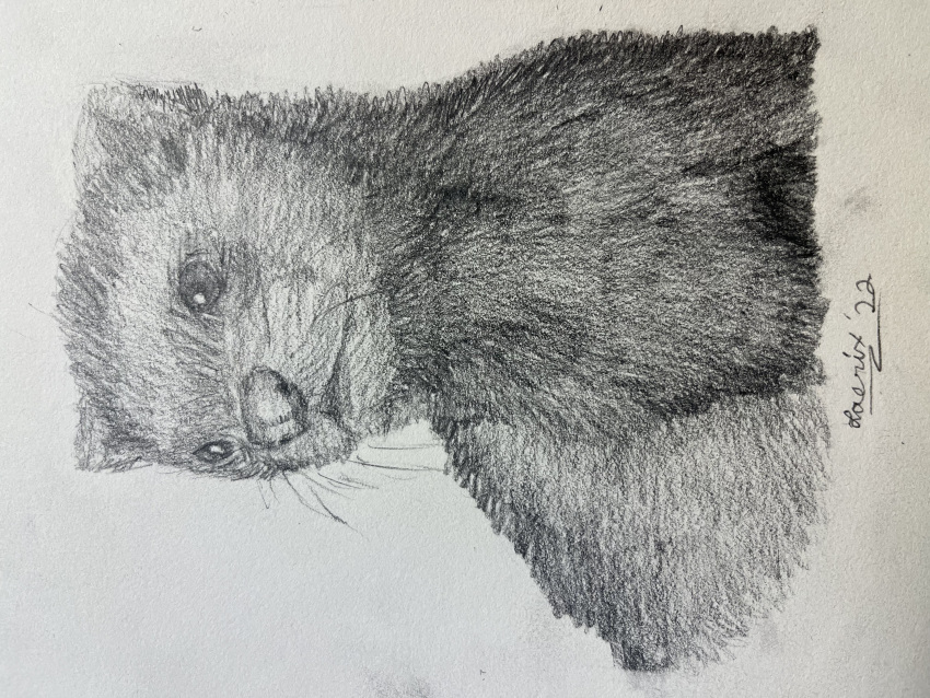 absurd_res ambiguous_gender domestic_ferret feral fur hi_res mammal mustelid musteline paper saerixdurr shaded signature sketch solo traditional_media_(artwork) true_musteline weasel whiskers
