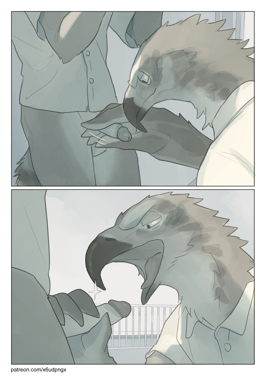 absurd_res anthro anthro_on_anthro avian balls beak bird black_body black_fur bottomwear bottomwear_down canid clothed clothing comic digital_media_(artwork) duo erection feathers fellatio foreskin fur genitals grey_body grey_fur hand_on_penis handjob hi_res human humanoid_genitalia humanoid_penis imminent_oral interspecies male male/male mammal nude open_mouth oral pants pants_down partially_clothed penile penis pngx_(artist) procyonid raccoon retracted_foreskin sex simple_background smile white_body white_fur