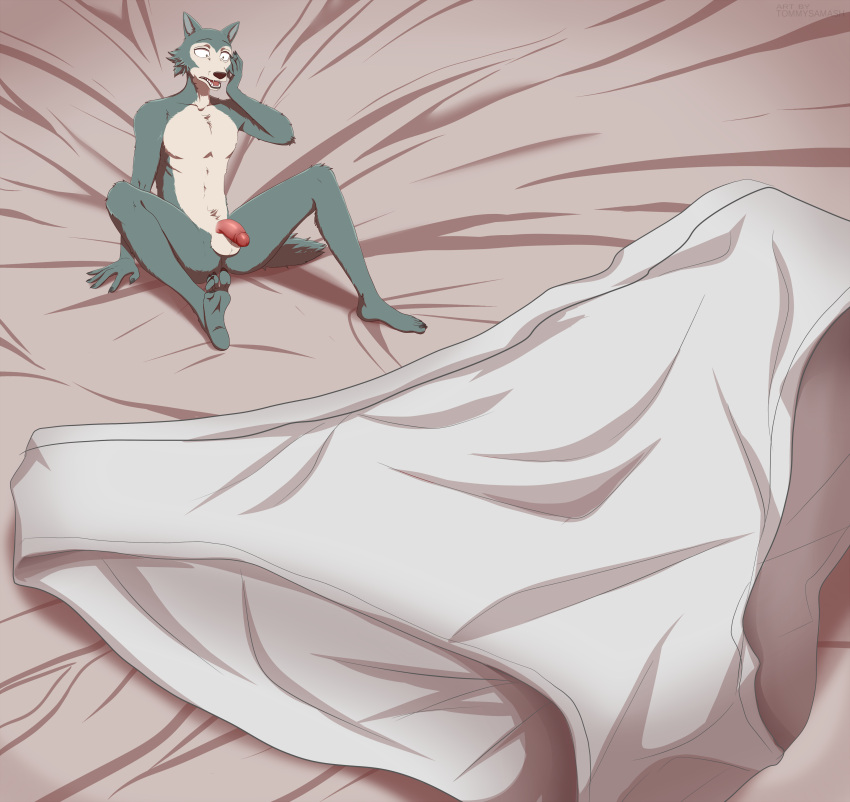 2023 absurd_res anthro beastars bed canid canine canis clothing clothing_aside fur furniture genitals grey_body grey_fur hi_res legoshi_(beastars) male mammal micro nude penis shrunk simple_background solo tommysamash underwear underwear_aside waking_up wolf