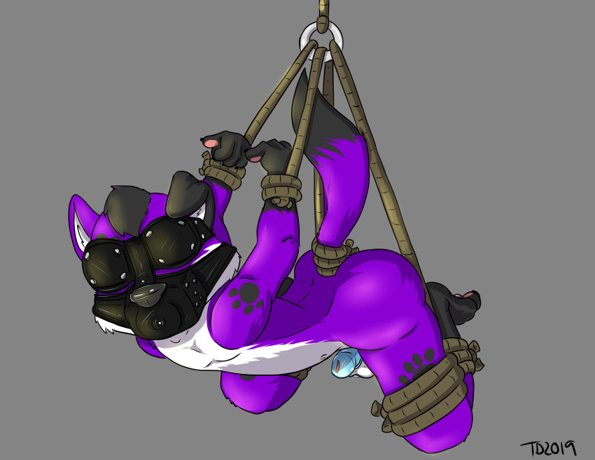 2019 absurd_res ankles_tied anthro arched_back artist_initials balls bdsm belly black_ear black_feet black_hair black_hands black_nose black_tail_tip blindfold bondage bound butt canid canine canis chastity_cage chastity_device digital_media_(artwork) domestic_dog elkhound feet floppy_ears fur gag gagged genitals grey_background hair hands_behind_back helpless hi_res legs_tied male mammal muzzle_(object) muzzled nude pawalo pawpads pawprint_on_body purple_body purple_ear purple_fur raised_tail restraints rope rope_bondage side_view simple_background slim_male solo spitz spread_legs spreading submissive submissive_male suspended_in_midair suspension tail tail_tied teedraws three-quarter_view white_belly wrists_tied