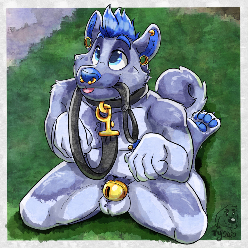 2020 4_toes 5_fingers akita anthro artist_initials ball_tuft balls barbell_piercing begging begging_pose blep blue_body blue_eyes blue_fur blue_hair blue_nose blue_pawpads canid canine canis chastity_cage chastity_cage_only chastity_device chest_tuft claws collar collar_ring crotch_tuft day digitigrade domestic_dog ear_piercing ear_ring facial_piercing feet fingers fluffy fluffy_tail front_view fur genitals gold_(metal) gold_chastity_cage gold_piercing grass hair hi_res high-angle_view hoop_ear_ring javierkopaloboso20 kneeling leash leash_in_mouth leashed_collar looking_up male mammal nipple_piercing nipples noise_(vulpeko) nose_piercing nude object_in_mouth on_grass outdoor_nudity outside painting_(artwork) pawpads petplay piercing plant pose public public_nudity puppy_eyes puppyplay ring_piercing roleplay sheath_cage smile solo spitz spread_legs spreading submissive submissive_male tail toe_claws toes tongue tongue_out traditional_media_(artwork) tuft waiting walkies watercolor_(artwork) watermark