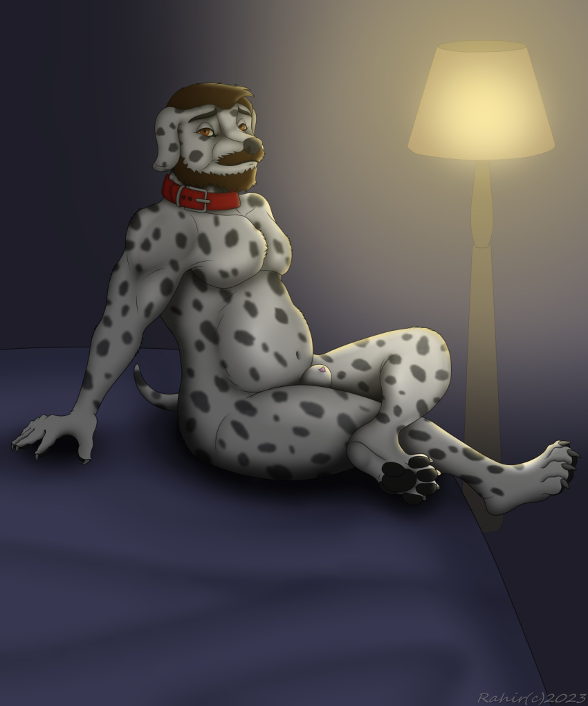 animal_genitalia anthro beard bed belly canid canine canis collar dadbod dalmatian digital_media_(artwork) domestic_dog facial_hair furniture genitals hi_res male mammal nude paws penis penis_tip pose rahir_(artist) sheath sitting slightly_chubby solo