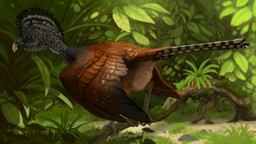 avian bird female greater_curassow hi_res preview solo stygimoloch_(artist) subscribestar