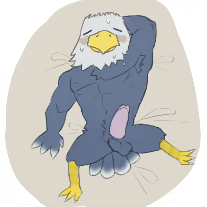 accipitrid accipitriform animal_crossing anthro apollo_(animal_crossing) armpit_hair avian bald_eagle balls bird blush bodily_fluids body_hair bulge circumcised eagle erection feathers genitals hands_behind_head hi_res lucusfox male mature_male nintendo nipples penis pubes sea_eagle solo sweat tired