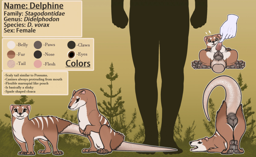 5_fingers animal_genitalia claws cloaca color_swatch countershade_face countershade_torso countershading delphine_(fishtits) didelphid disembodied_hand duo english_text female feral fingers fishtits genitals hi_res mammal marsupial model_sheet open_mouth pawpads paws plant pouch_(anatomy) quadruped tail text tongue tongue_out