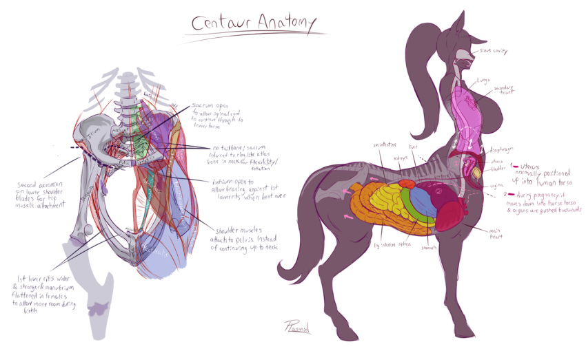 1girl anatomy animal_ears artist_request bladder bone breasts centaur colored_text heart hip_bones hooves horse_ears horse_girl horse_tail intestines kidney large_breasts liver long_hair lungs original ponytail signature standing stomach tail taur uterus white_background