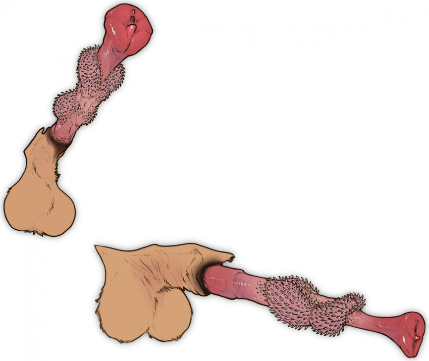 anatomically_correct anatomically_correct_genitalia anatomically_correct_penis animal_genitalia animal_penis balls erection euplerid fossa fossa_penis genitals hi_res knot kuruk_(character) male mammal penile_spines penis sheath solo stygimoloch_(artist)