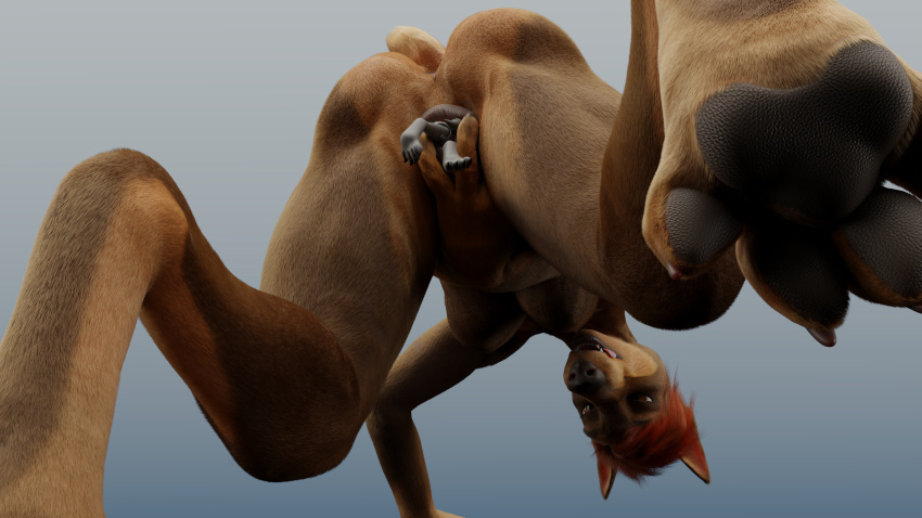 absurd_res anthro butt canid canine canis carthage_(carthagetech) carthagetech dobermann dobermann_(untied_verbeger) domestic_dog duo female genitals hi_res hindpaw legs_sticking_out low-angle_view machine male male/female mammal micro paws pinscher predator/prey presenting presenting_hindquarters presenting_pussy protogen pussy smile smirk smug spread_pussy spreading unbirthing untied_verbeger upside_down vaginal vore