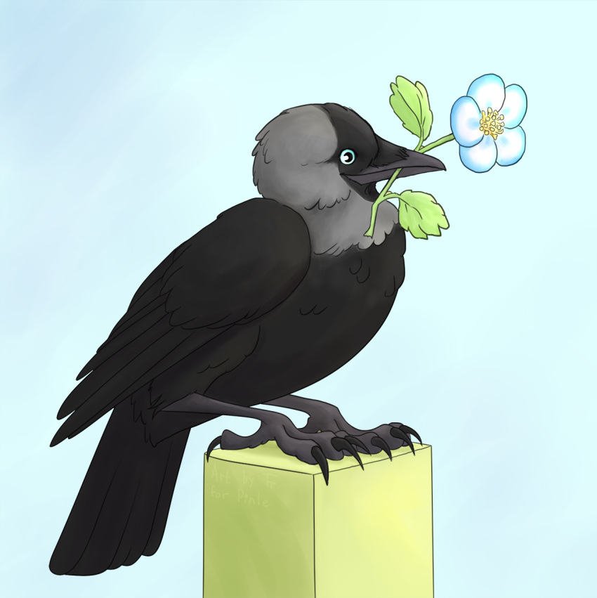 2017 4_toes ambiguous_gender anisodactyl avian avian_feet beak bipedal_feral bird black_body black_feathers blue_eyes claws colored corvid corvus_(genus) digital_media_(artwork) digitigrade feathered_wings feathers feet feral flower flower_in_mouth grey_body grey_feathers hi_res holding_flower holding_object jackdaw multicolored_body multicolored_feathers nude oscine passerine plant scuted_feet scuted_legs scutes shaded simple_background solo standing tail tail_feathers talons toe_claws toes tora_tikel two_tone_body two_tone_feathers western_jackdaw wings