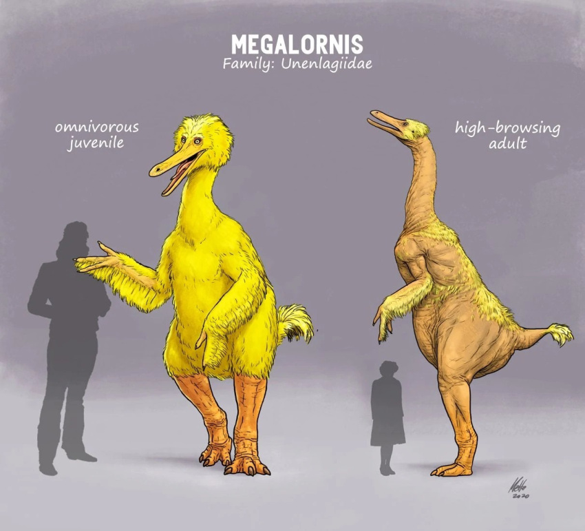 3_fingers 3_toes ambiguous_gender avian big_bird comparing duo english_text feathers feet feral fictional_species fingers latin_text model_sheet nightmare_fuel orange_body orange_legs orange_scales scales sesame_street silhouette species_name species_sheet text toes white_text yellow_body yellow_feathers