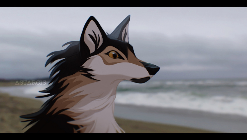 2023 astarcis beach black_bars black_body black_fur black_nose blurred_background brown_body brown_fur brown_sclera canid canine canis cloud detailed detailed_background female feral fur hi_res letterbox mammal prick_ears sand sea seaside signature sky solo water wolf