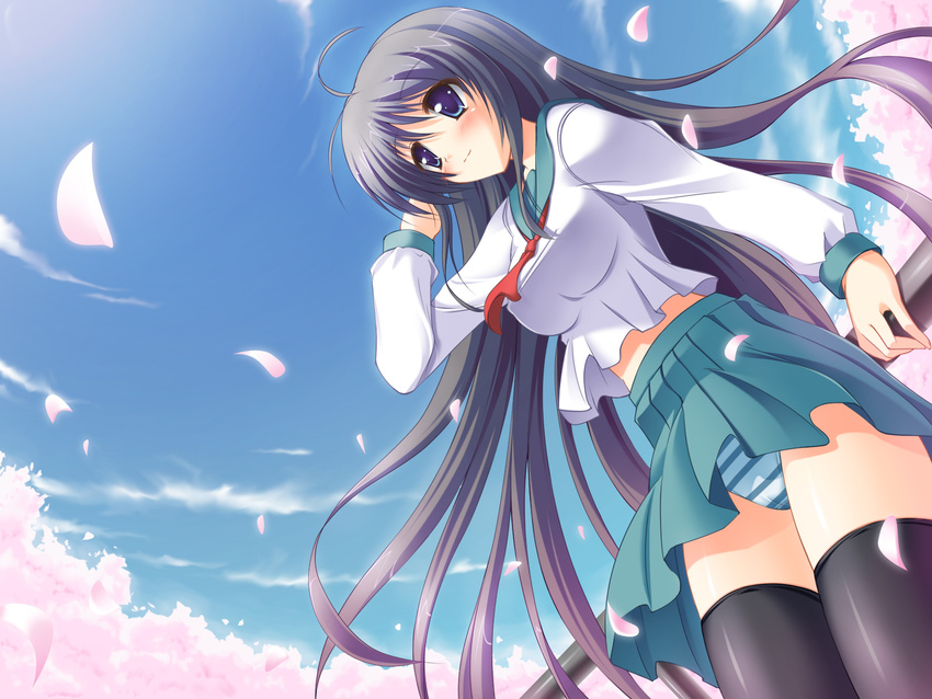 blue_eyes blush cherry_blossoms cloud copyright_request day dutch_angle hand_in_hair highres long_hair massan panties pantyshot petals purple_hair school_uniform sky smile solo striped striped_panties thighhighs underwear upskirt very_long_hair