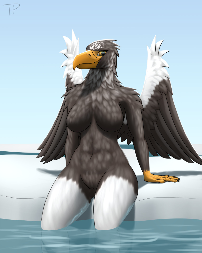 anthro avian beak bird breasts eagle featureless_breasts female outside pussy sitting solo steller's_sea_eagle testowepiwko water