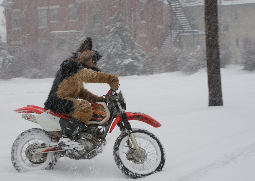 dirtbike dog fordshepherd fursuit german_shepherd male mammal motorcycle nature outside real snow solo storm tree trees unknown_artist wood