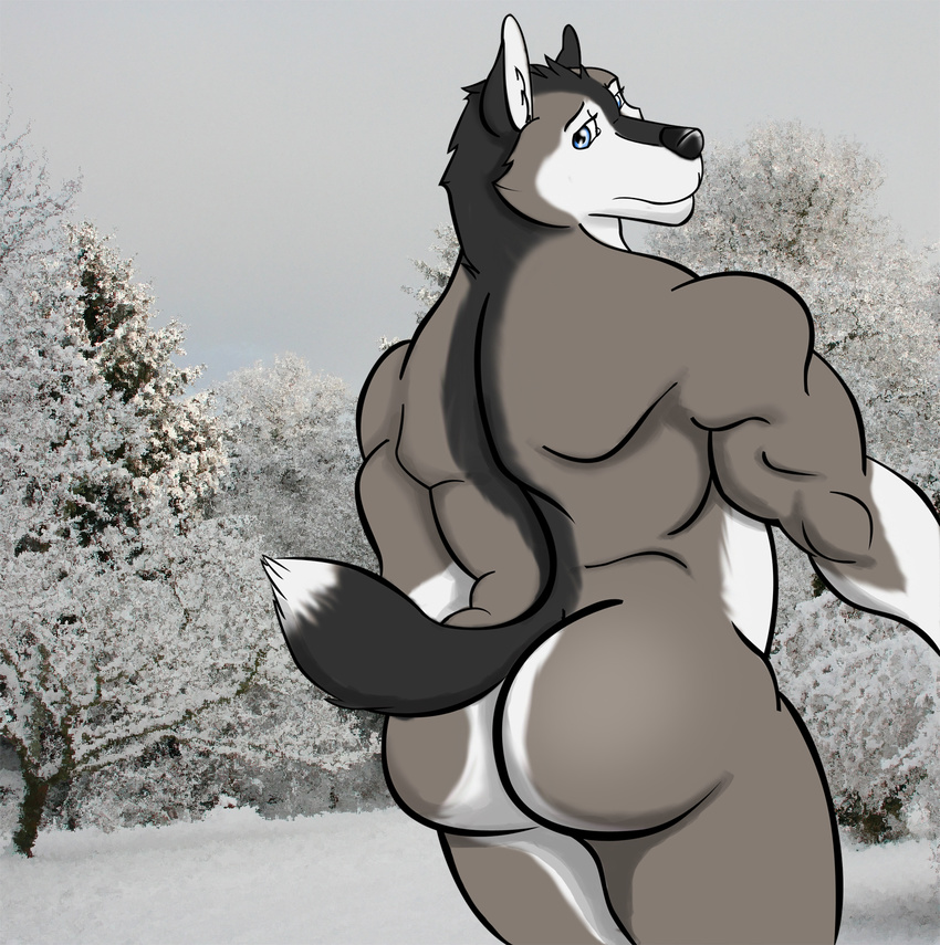 butt canine dog husky looking_at_viewer looking_back male mammal muscles nude pose raised_tail solo tail vamplust