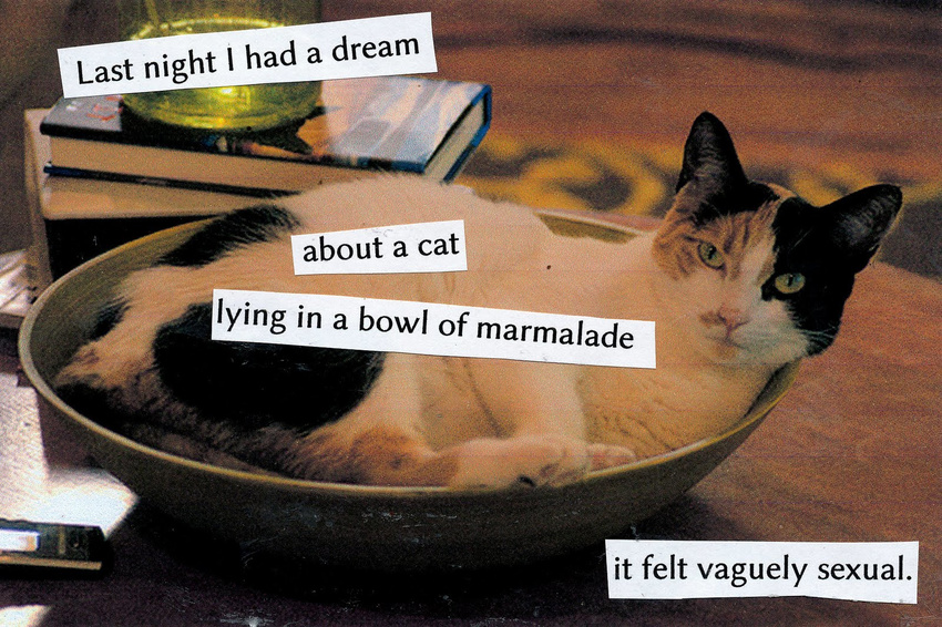 bowl cat dream english_text feline feral funny humor image_macro looking_at_viewer mammal photo real solo static text