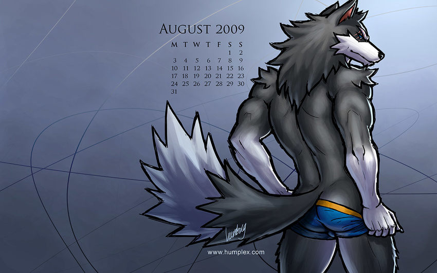16:9 2009 abstract_background athletic blue_eyes bulge bushy_tail butt calendar canine claws fluffy_tail gradient_background humbuged humplex.com looking_at_viewer male mammal muscles scar simple_background solo speedo standing swimsuit tail undressing wallpaper widescreen wolf zulf