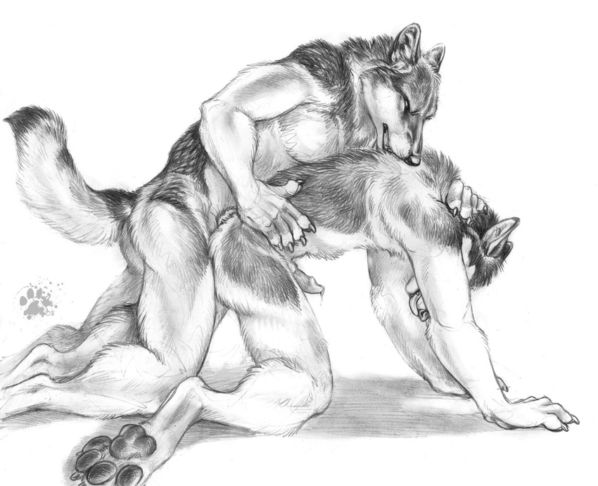 anal anal_penetration animal_genitalia anthro bite biting blotch canine canine_penis doggy_position doggystyle duo from_behind gay greyscale hindpaw licking licking_lips male mammal monochrome paws penetration penis penis_tip plain_background precum raised_tail sex sheath sketch tail tongue white_background wolf