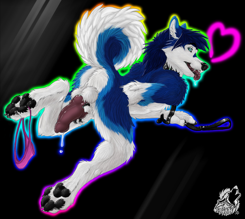 &hearts; &lt;3 all_fours animal_genitalia background balls bending big_balls big_penis black_background blue blue_fur blue_husky butt canine canine_penis codestrike collar color colorful curled curled_tail curly_tail dog dripping fluffy fur glowing glowy gradient_background hi_res husky knot leash looking_at_viewer male mammal nude over paws penis plain_background pre precum presenting presenting_hindquarters rainbow raised_tail solo strike tail thong tongue tongue_out white_fur